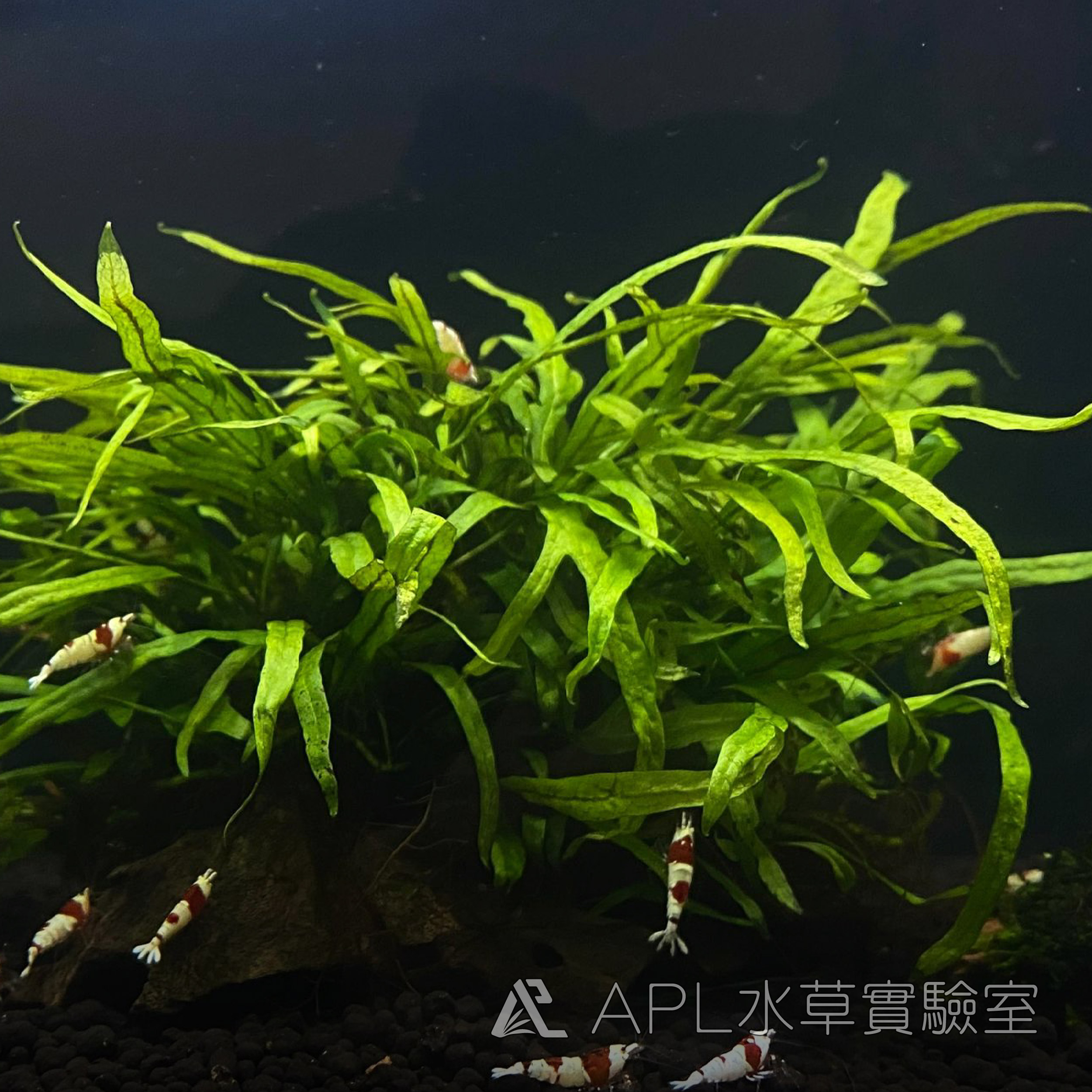 水草缸設缸新手入門- 水草燈具設備如何選擇? | APL水草實驗室